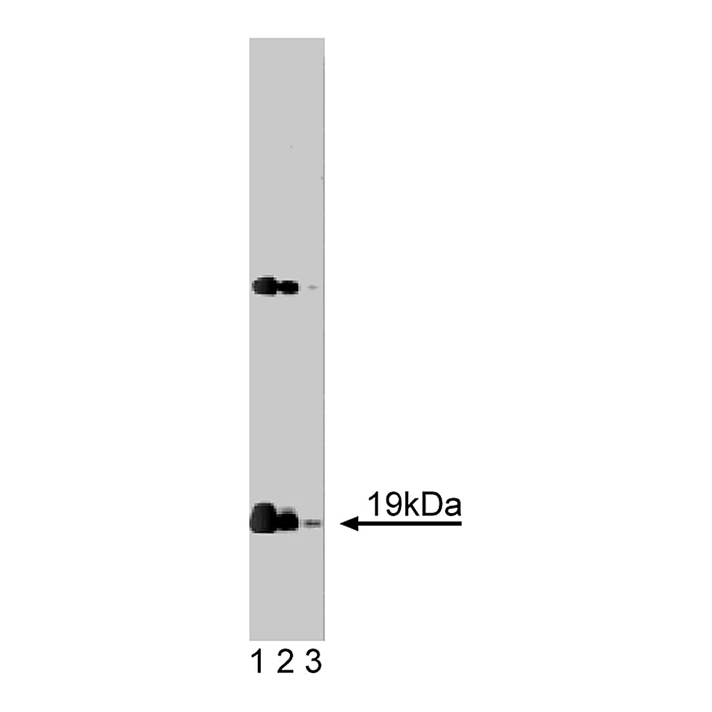 BD Purified Mouse Anti-α-Synuclein