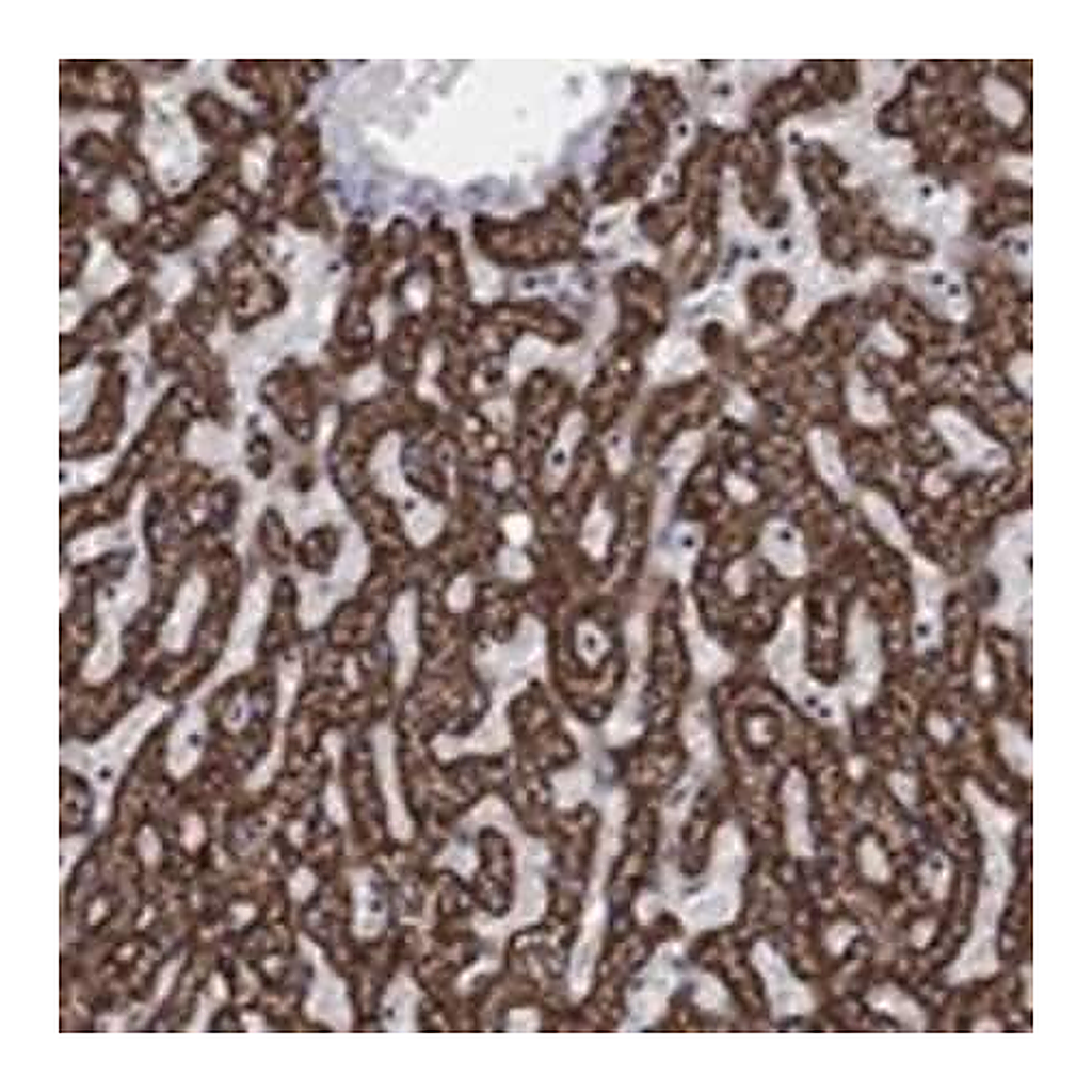 Merck Anti-GCSH antibody produced in rabbit