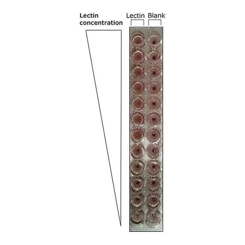 Merck Lectin from Bandeiraea simplicifolia (Griffonia simplicifolia)