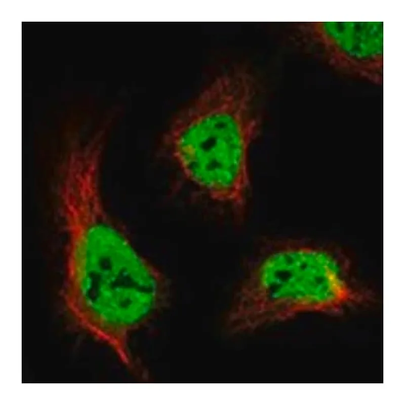 Merck Anti-ANKFN1 antibody produced in rabbit