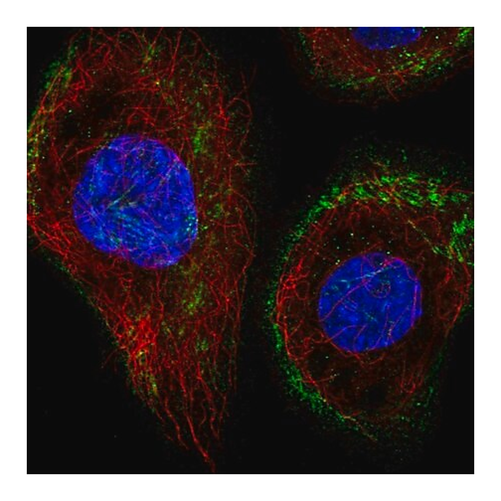 Merck Anti-43351 antibody produced in rabbit
