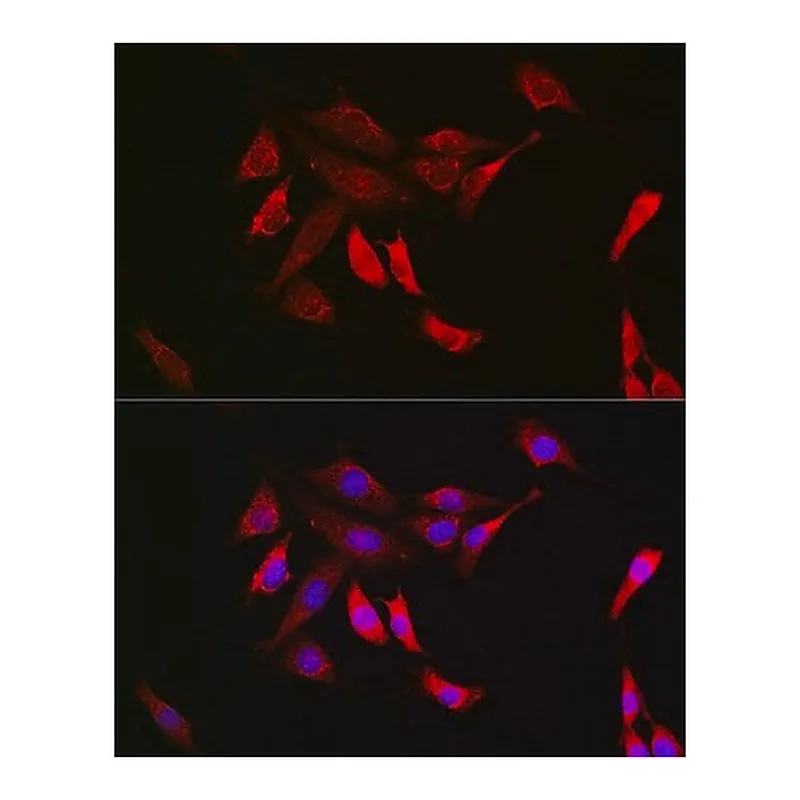 Merck Anti-SHP2 antibody produced in rabbit