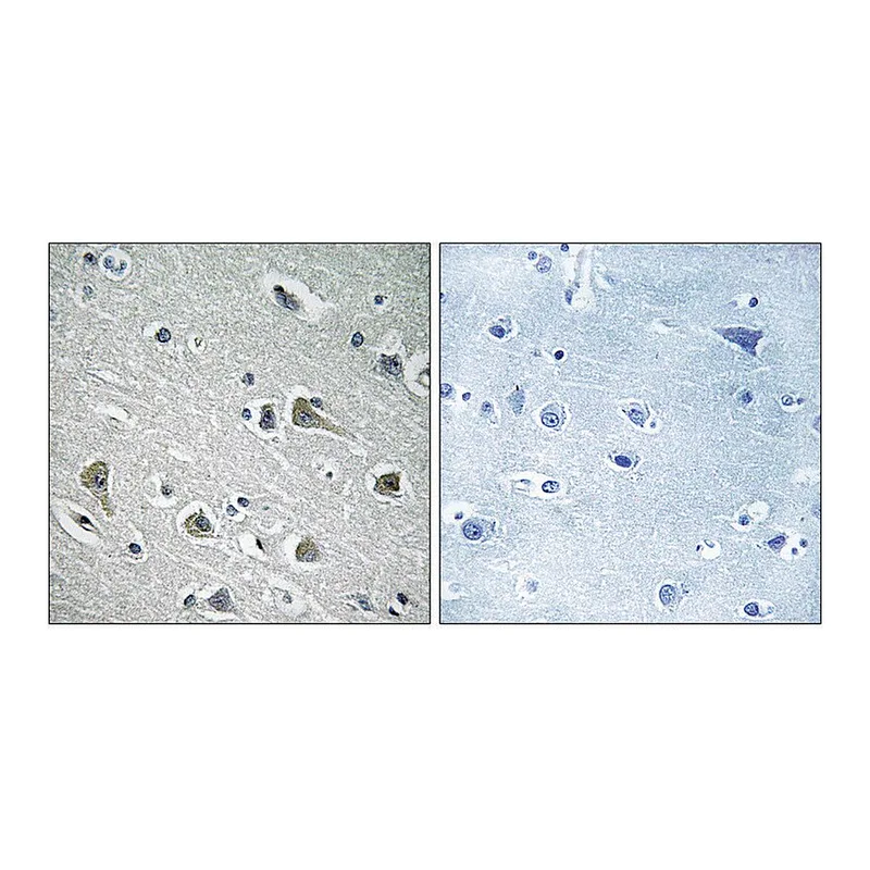 Merck Anti-MYLIP antibody produced in rabbit