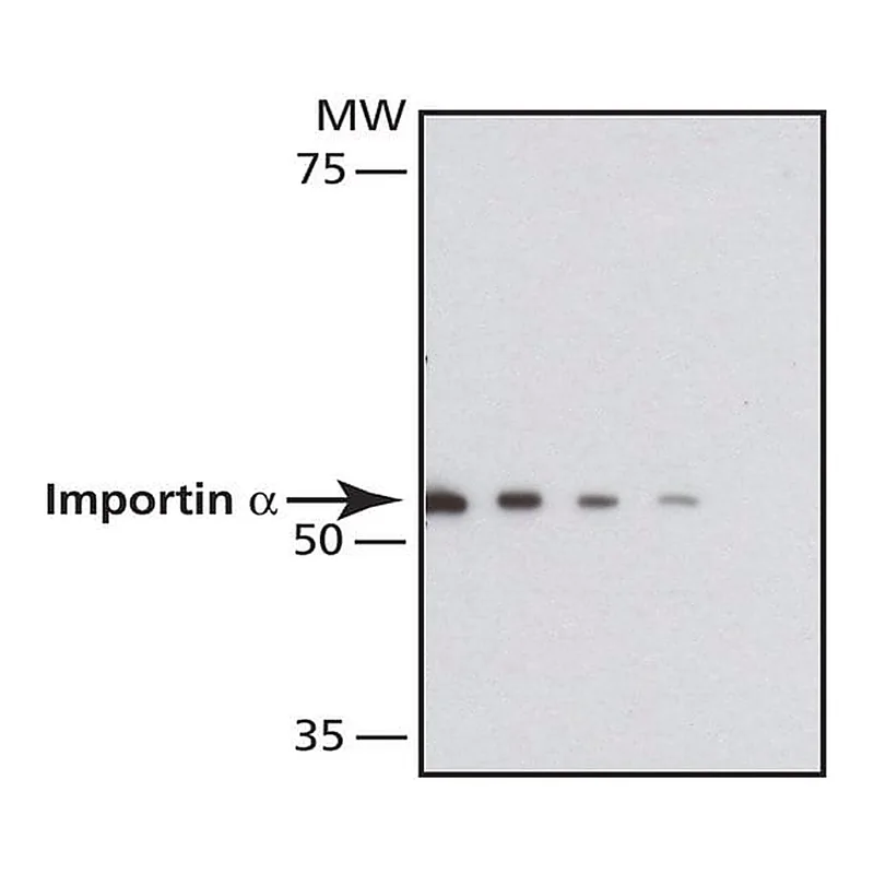 Merck Anti-Importin alpha antibody, Mouse monoclonal