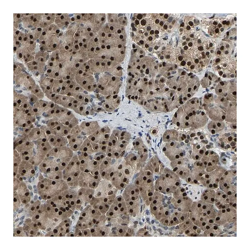 Merck Anti-NANS antibody produced in rabbit