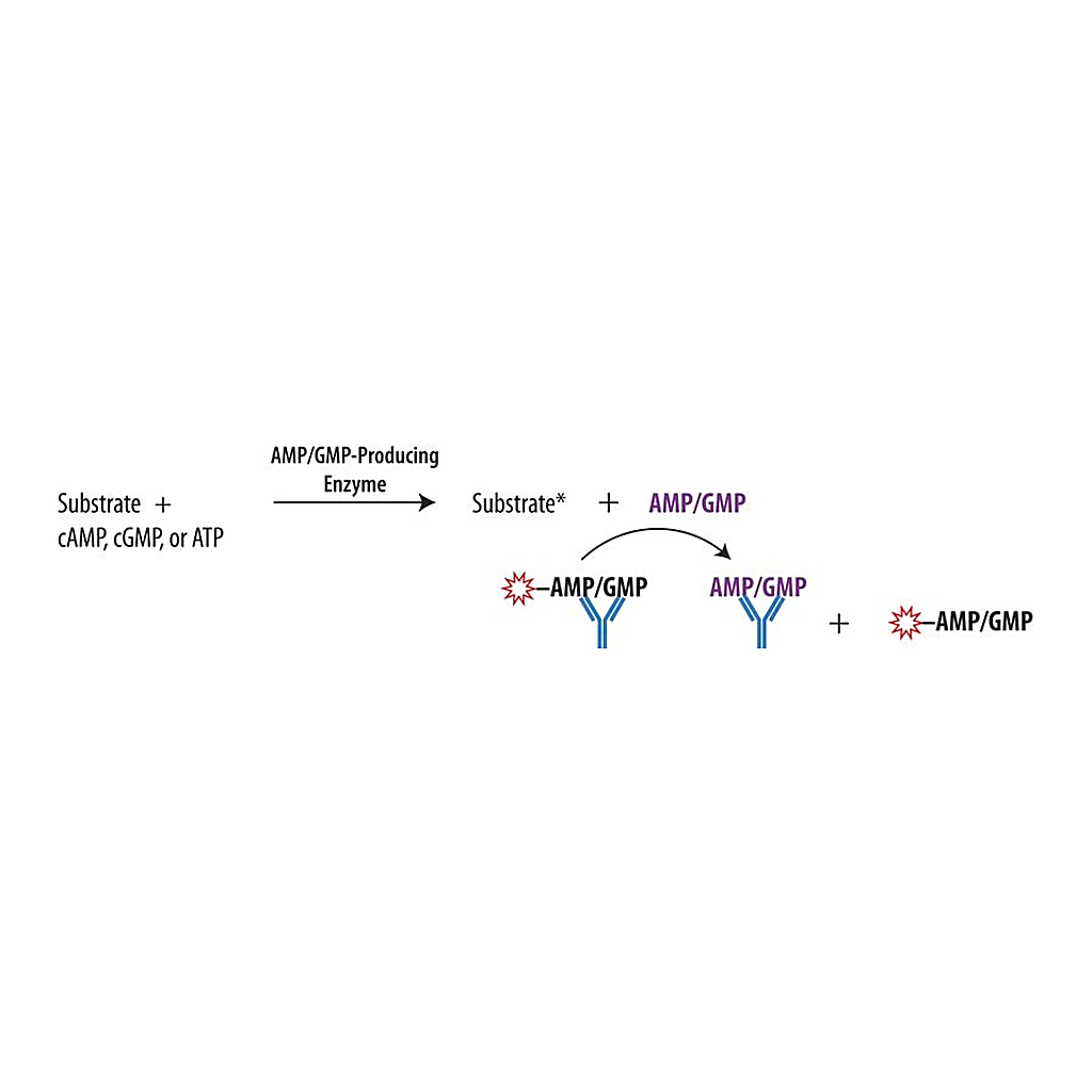 Merck Transcreener(R) AMP2/GMP2 FP Assay
