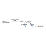 Merck Transcreener(R) AMP2/GMP2 FP Assay