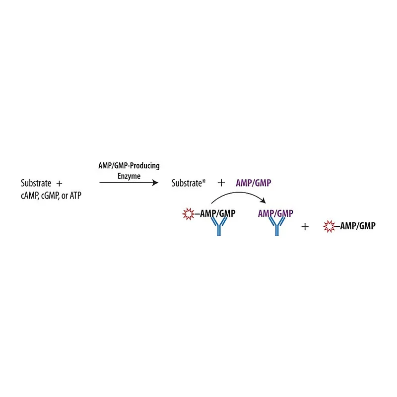 Merck Transcreener(R) AMP2/GMP2 FP Assay
