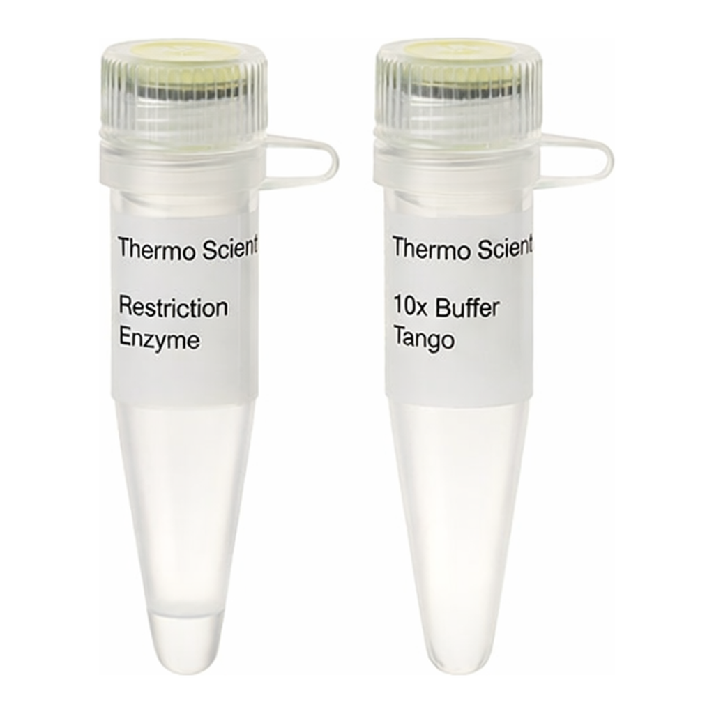 Thermo Fisher Scientific PdmI (XmnI) (10 U/&mu;L), 500 units