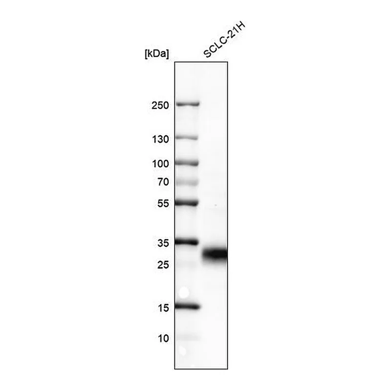 Merck Monoclonal Anti-TNFRSF18 antibody produced in mouse
