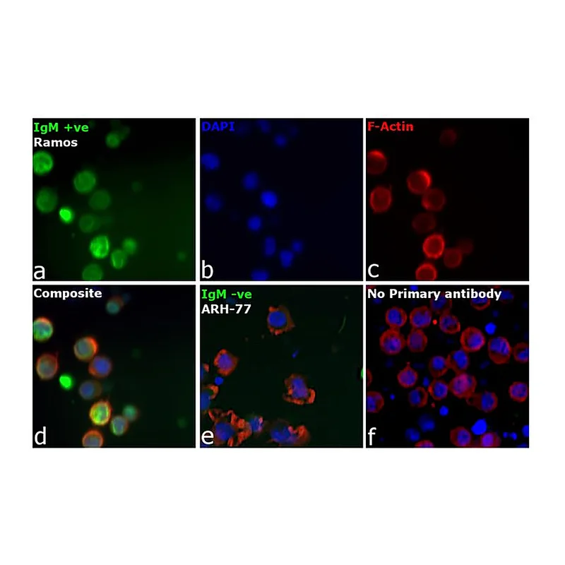 Thermo Fisher Scientific Rabbit anti-Human IgM (Heavy chain) Secondary Antibody