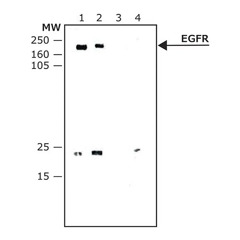 Merck Anti-EGF Receptor antibody, Mouse monoclonal