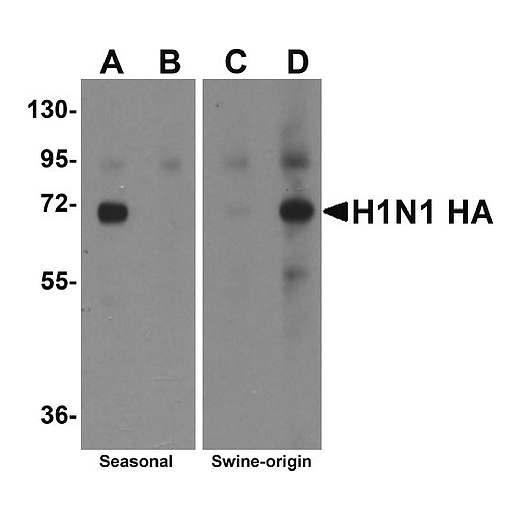 Merck Anti-Seasonal H1N1 Hemagglutinin antibody produced in rabbit