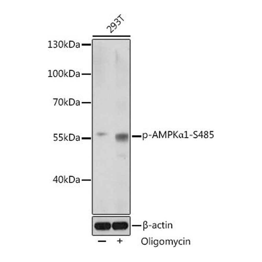 Merck Anti-Phospho-AMPKalpha1-S485 antibody produced in rabbit