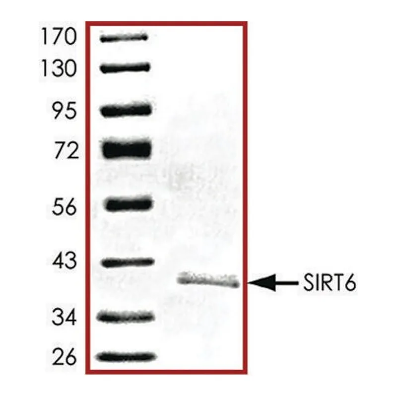 Merck SIRT6, active, His tagged human