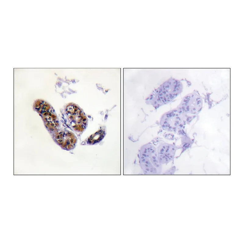 Merck Anti-MITF antibody produced in rabbit