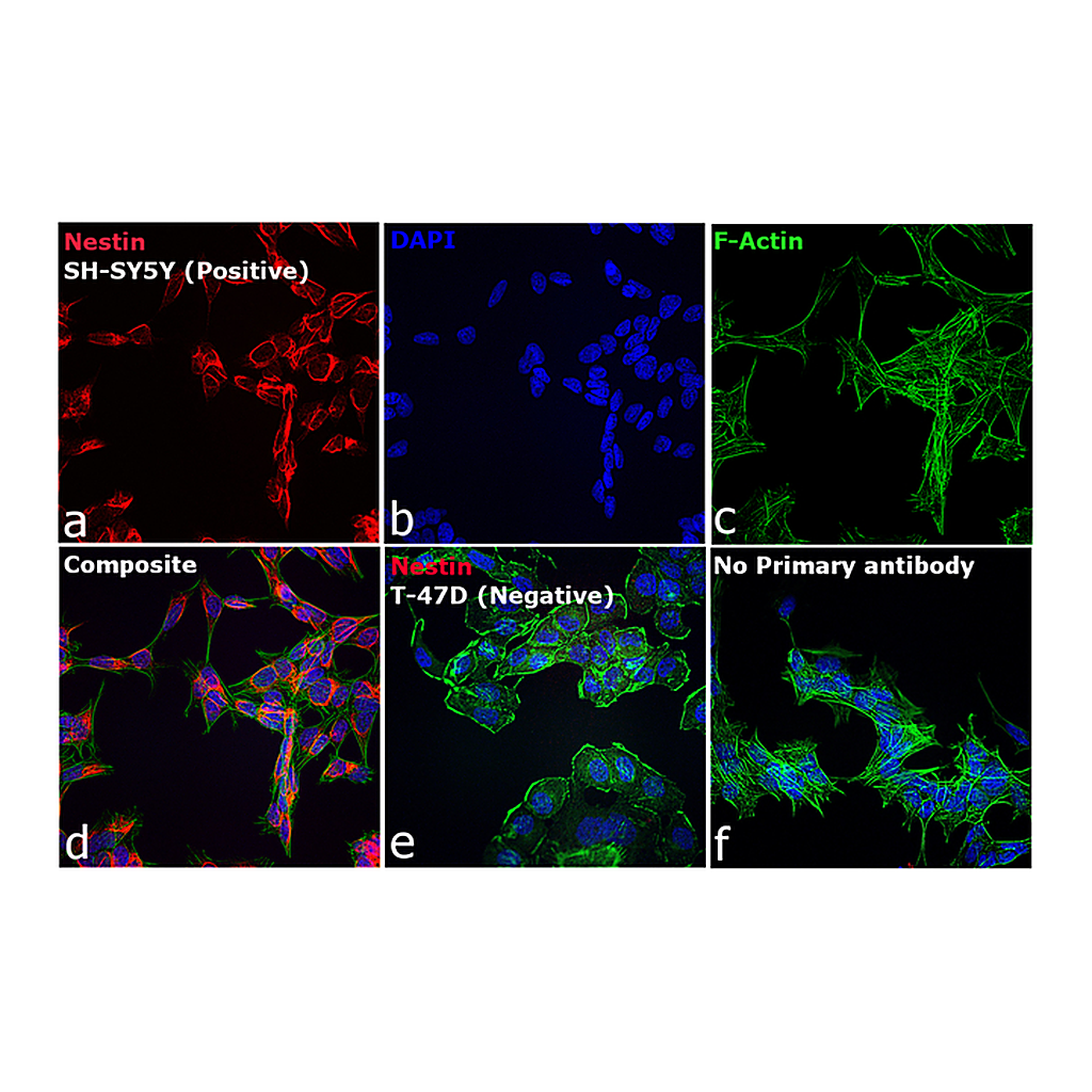 Thermo Fisher Scientific Donkey anti-Mouse IgG (H+L) Secondary Antibody, Qdot 625