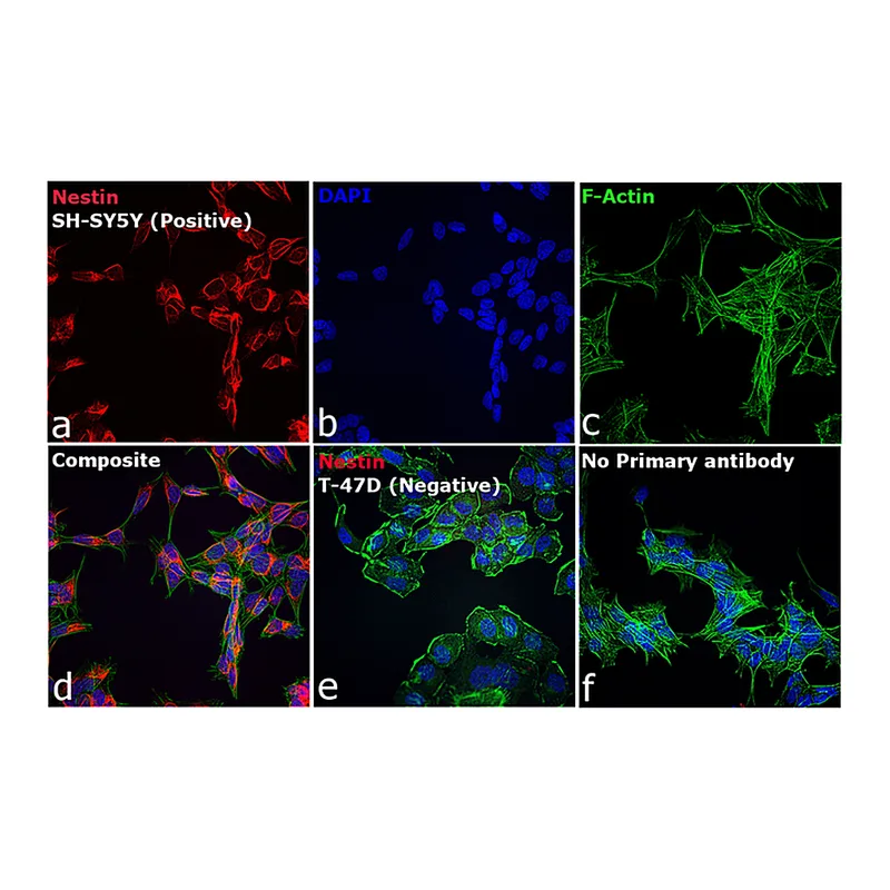 Thermo Fisher Scientific Donkey anti-Mouse IgG (H+L) Secondary Antibody, Qdot 625
