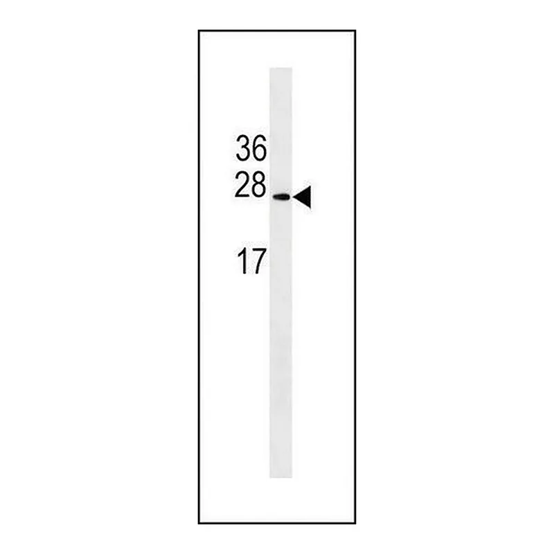 Merck ANTI-ERYTHROPOIETIN(N-TERMINAL) antibody produced in rabbit