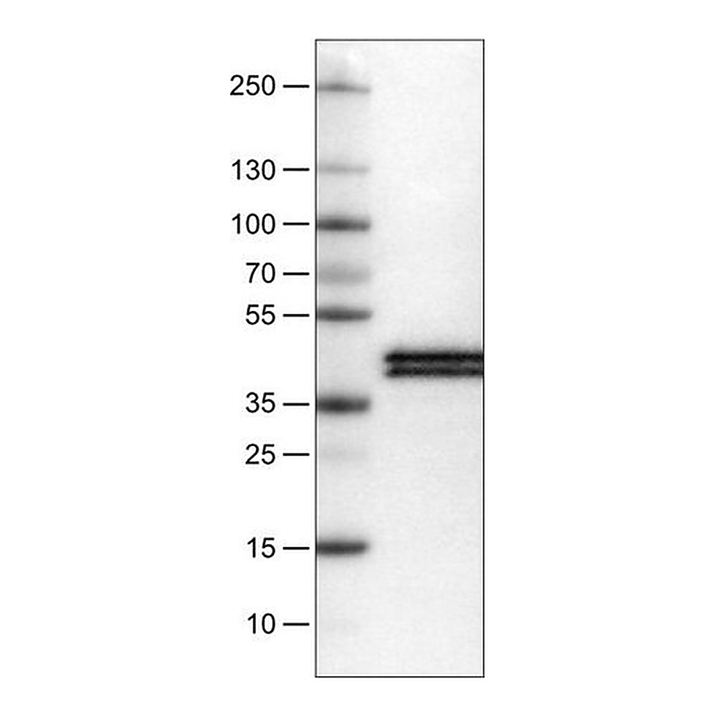 Merck Monoclonal Anti-APOL1 antibody produced in mouse