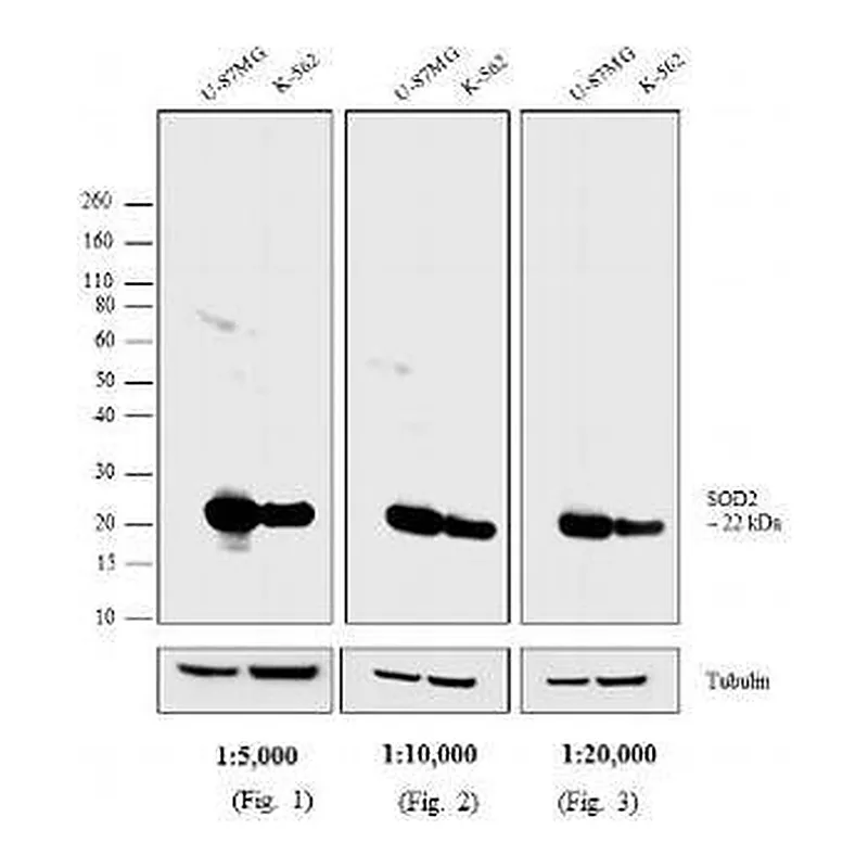 Thermo Fisher Scientific Rabbit anti-Mouse IgG Fc Secondary Antibody, Biotin