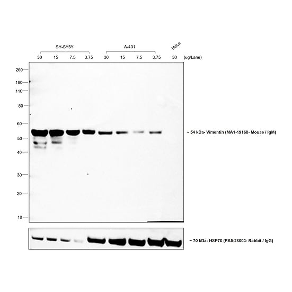 Thermo Fisher Scientific Goat anti-Mouse IgM Secondary Antibody, HRP
