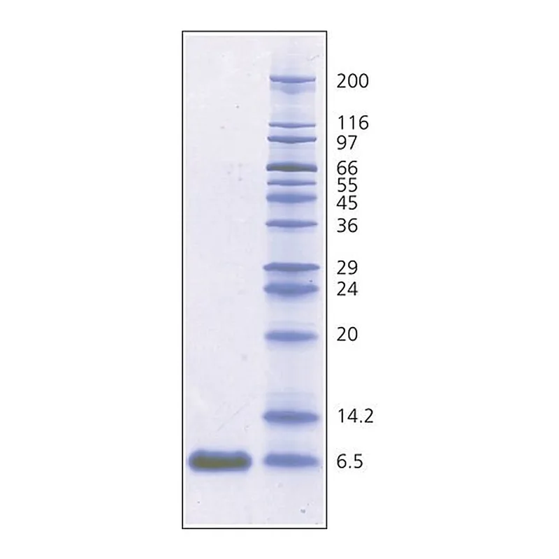 Merck Aprotinin from bovine lung