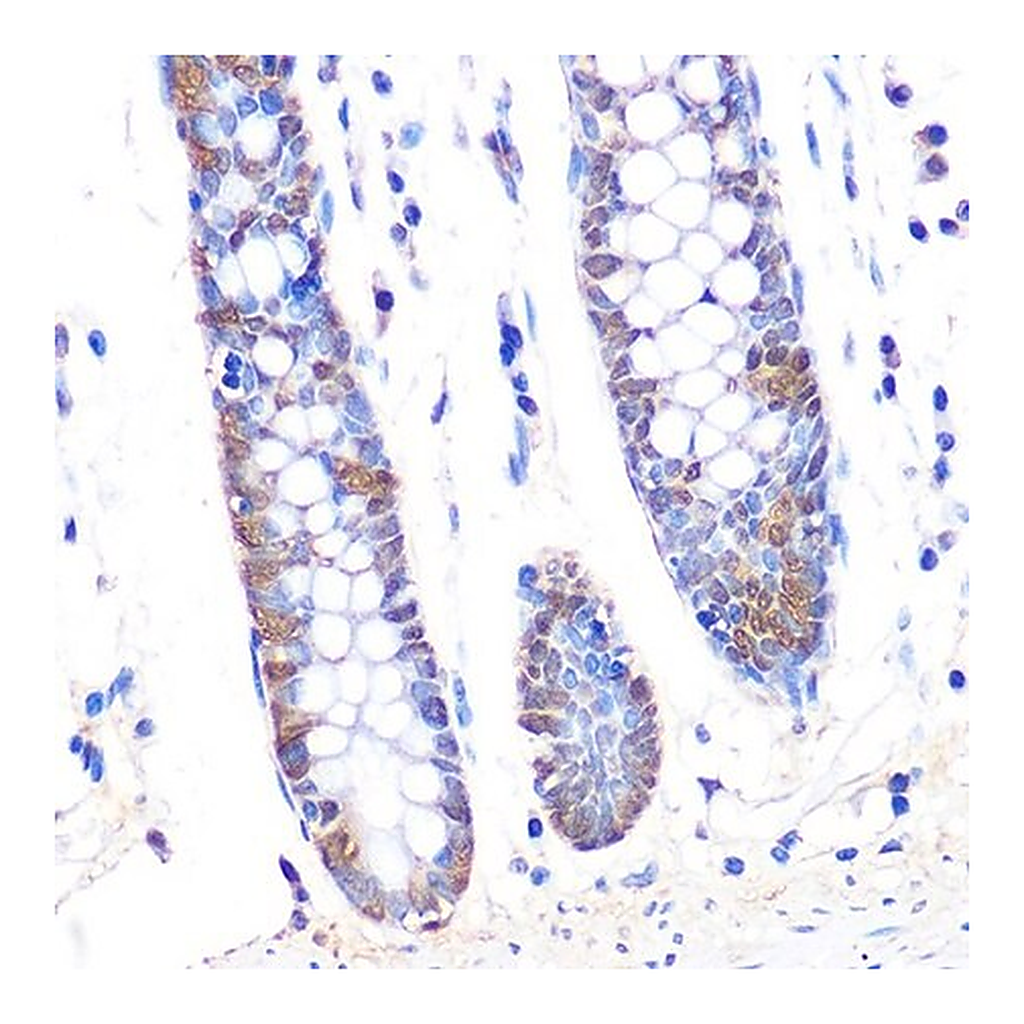 Merck Anti-Thioredoxin 1 (Trx1/TXN) antibody produced in rabbit