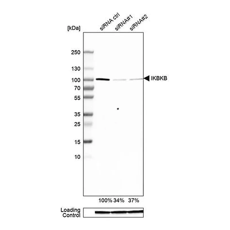 Merck Anti-IKBKB antibody produced in rabbit