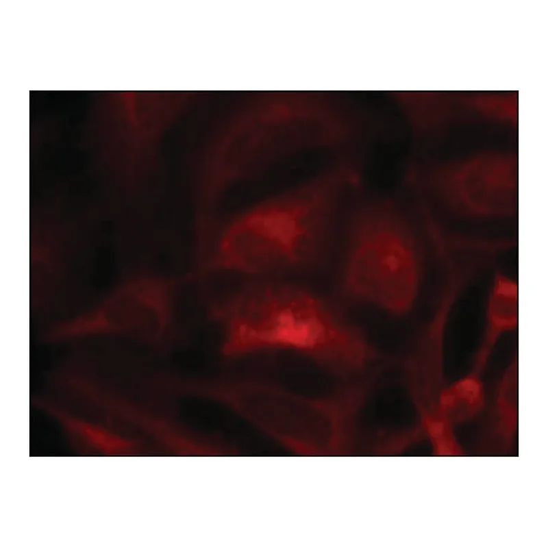 Merck Anti-RAC1 (Ab-71) antibody produced in rabbit