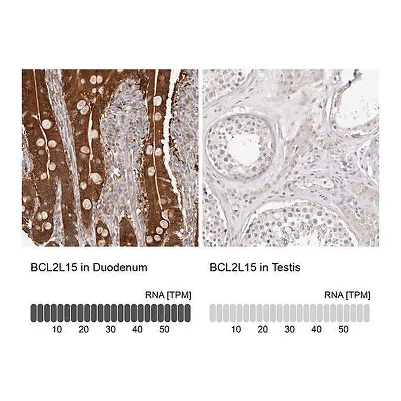 Merck Anti-BCL2L15 antibody produced in rabbit
