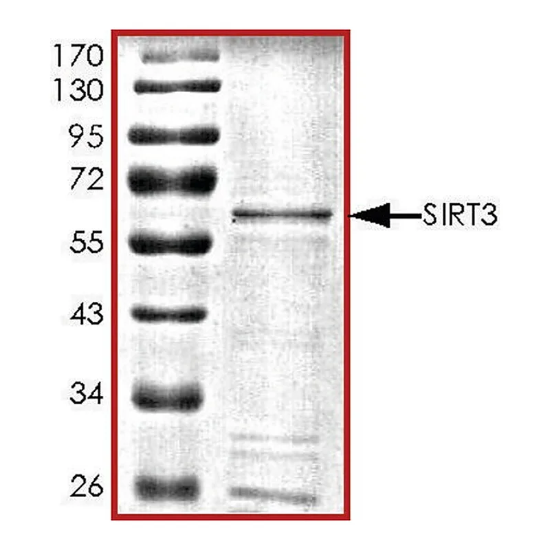 Merck SIRT3, active, GST tagged human
