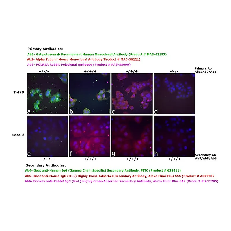 Thermo Fisher Scientific Goat anti-Human IgG (Gamma Chain Specific) Secondary Antibody, FITC