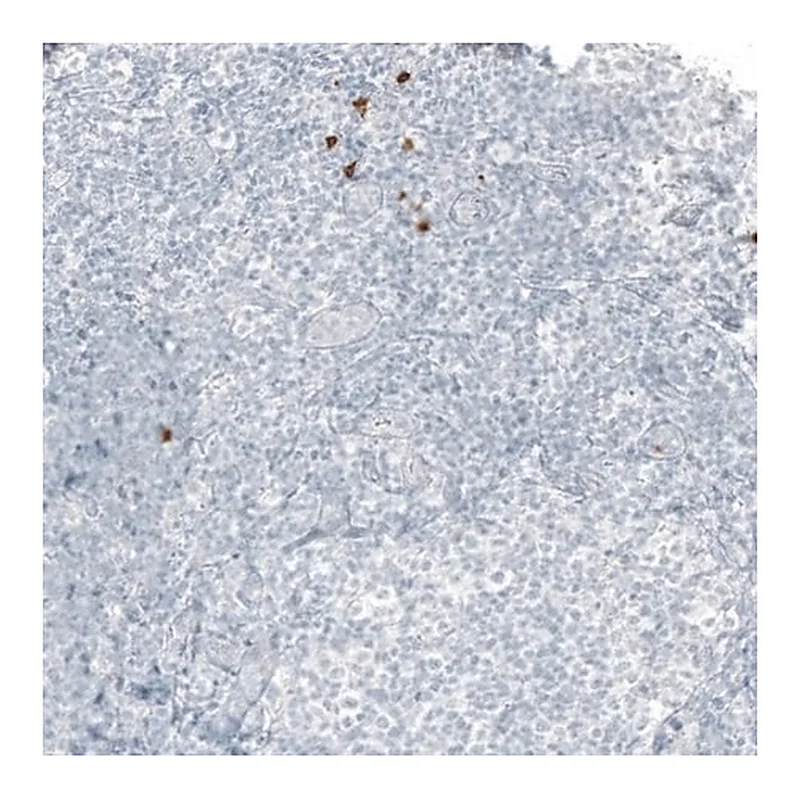 Merck Monoclonal Anti-B3GAT1 antibody produced in mouse