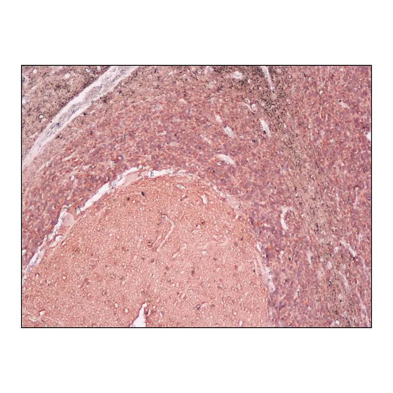 Merck Anti-Neuron-Specific Enolase (NSE) antibody, Mouse monoclonal