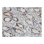 Merck Monoclonal Anti-RALB antibody produced in mouse