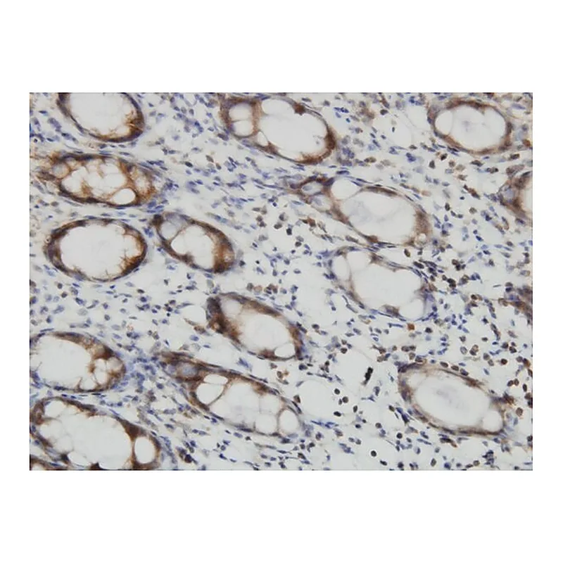 Merck Monoclonal Anti-RALB antibody produced in mouse