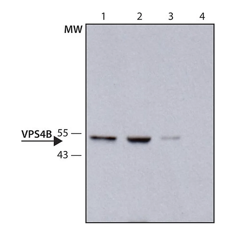 Merck Anti-VPS4B antibody produced in rabbit