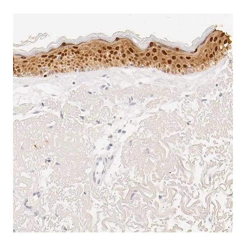 Merck Anti-LGALS7 antibody produced in rabbit