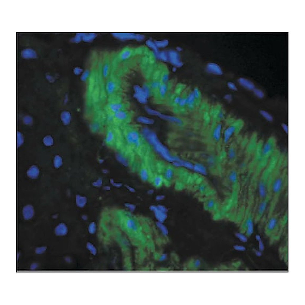 Merck Monoclonal Anti-Nitrotyrosine antibody produced in mouse