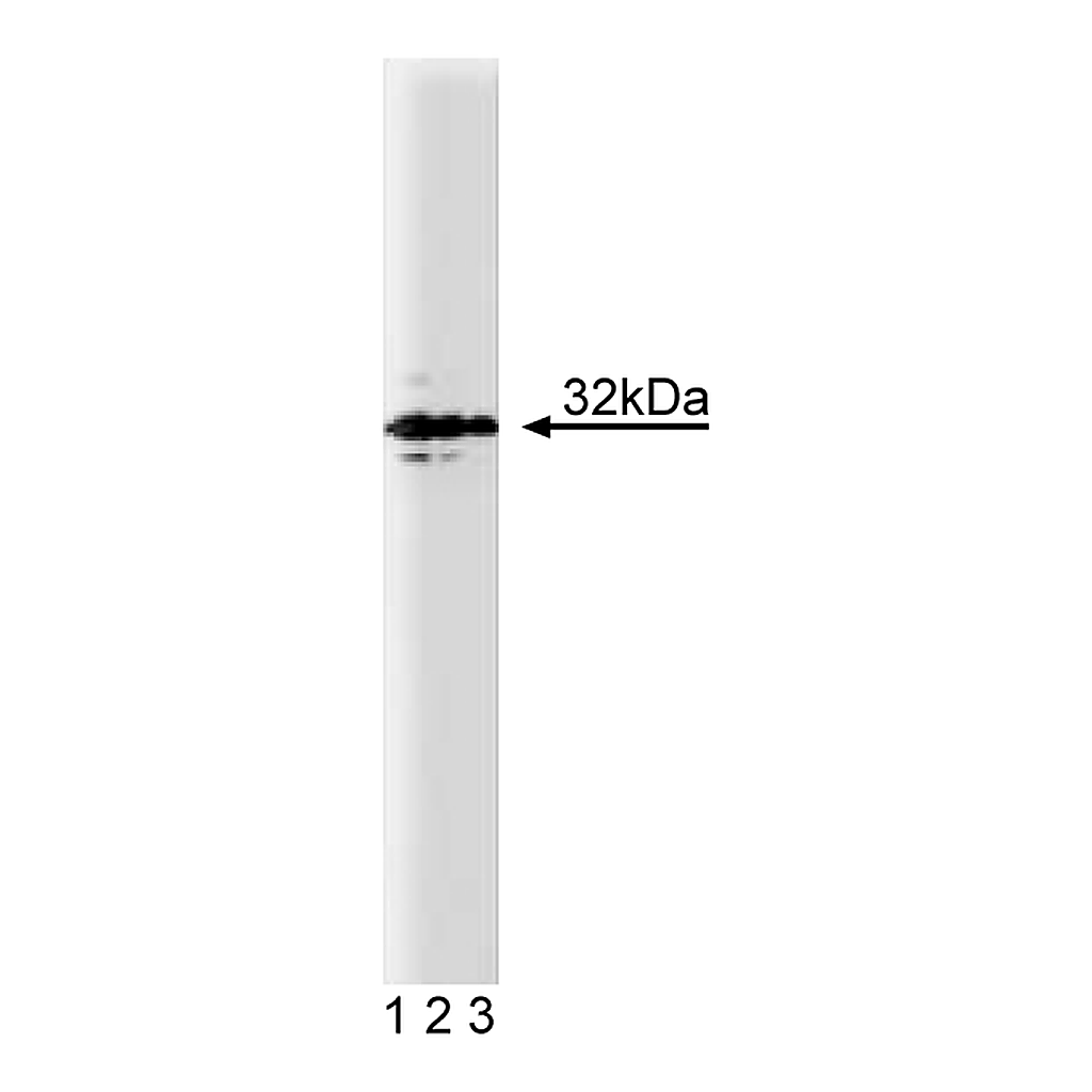 BD Purified Mouse Anti-Syntaxin 4