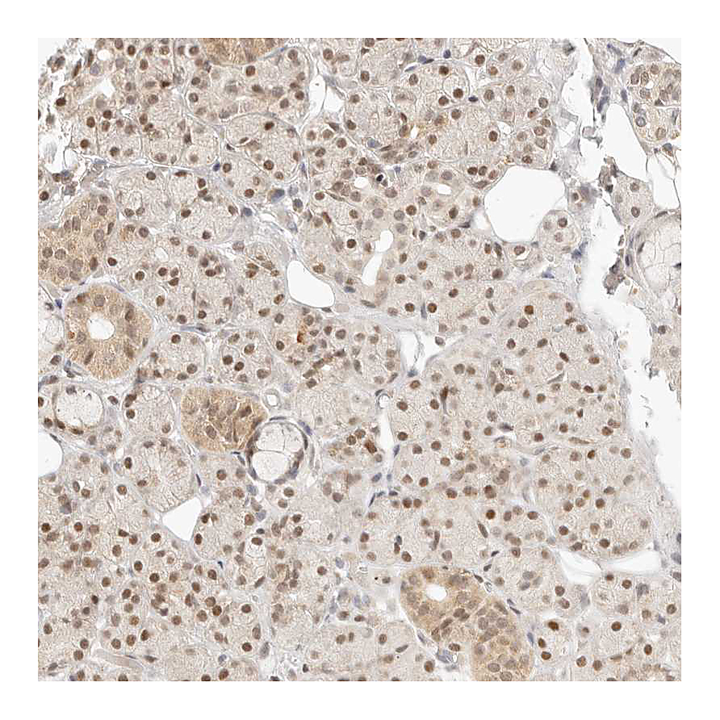 Atlas Antibodies Anti-ASCL3 Antibody