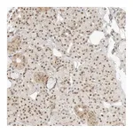 Atlas Antibodies Anti-ASCL3 Antibody