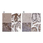 Atlas Antibodies Anti-ASCC3 Antibody