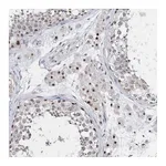 Atlas Antibodies Anti-ASCL4 Antibody