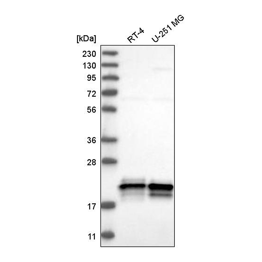 Atlas Antibodies Anti-ASF1A Antibody
