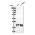 Atlas Antibodies Anti-ASF1A Antibody