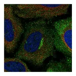 Atlas Antibodies Anti-ASIC1 Antibody
