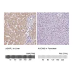 Atlas Antibodies Anti-ASGR2 Antibody