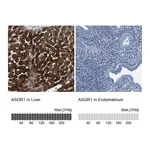 Atlas Antibodies Anti-ASGR1 Antibody